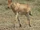 Coke's Hartebeest