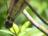 Indian Cuckoo