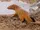 Slender Mongoose