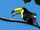 Keel-billed Toucan