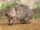 Common Wombat