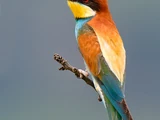 European Bee-eater