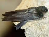 Atiu Swiftlet