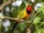 Four-coloured Bushshrike
