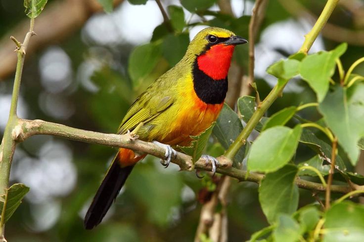 Four-coloured Bushshrike | Animal Database | Fandom