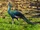 Green Peafowl