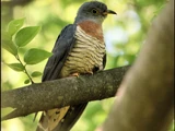 Red-chested Cuckoo