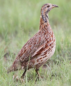 193-Orange-River-Francolin-F04646