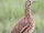Orange River Francolin