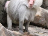 Hamadryas Baboon