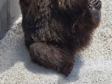 Ussuri Brown Bear