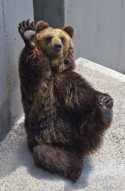 ussuri brown bear