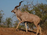 Greater Kudu