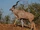Greater Kudu