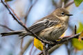 Female Myrtle Warbler