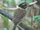 Plain-backed Kingfisher