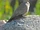 Black-winged Ground Dove