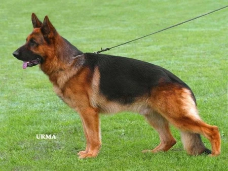 German Shepherd