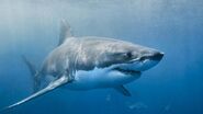 Great White Shark sighted at Haunted Bay