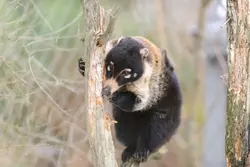 White-Nosed Coati0