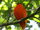 Orange Fruit Dove