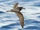 Gould's Petrel
