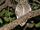 Arabian Scops Owl