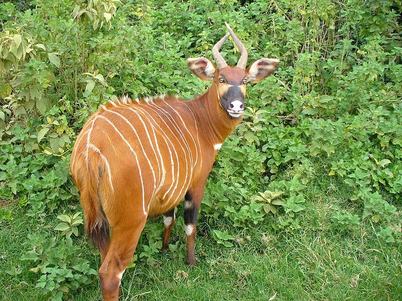 Bongo Animal Database Fandom