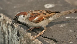 House Sparrow