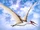Muzquizopteryx