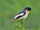 White-bellied Minivet