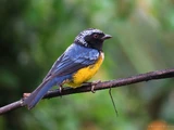 Buff-breasted Mountain Tanager