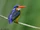 Dimorphic Dwarf Kingfisher