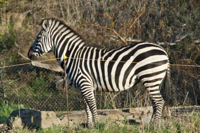 Grant's zebra - Wikipedia