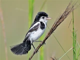 Cock-tailed Tyrant