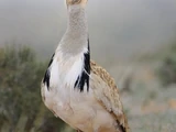 Houbara Bustard