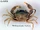 Estuarine Mud Crab
