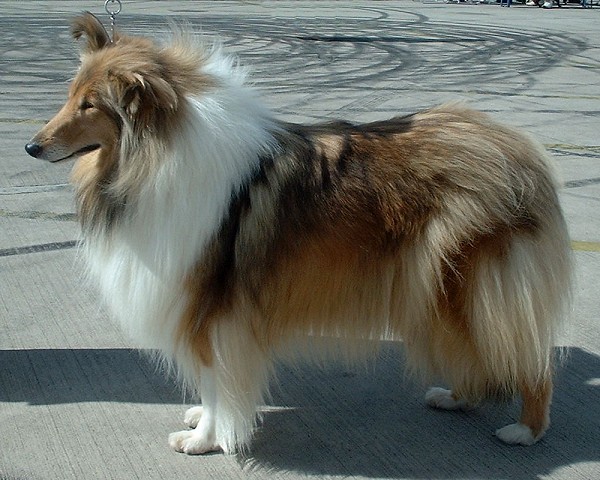 The Rough Collie AKA The Lassie Dog: everything you need to know