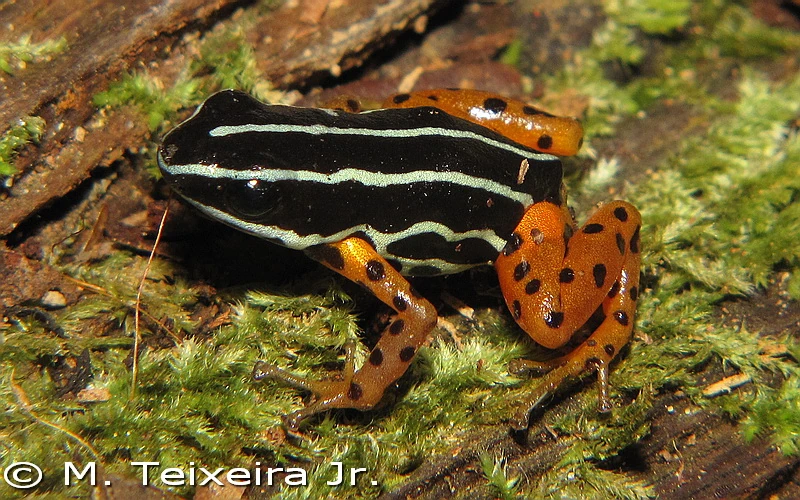 Adelphobates quinquevittatus Animal Database Fandom