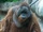 Bornean Orangutan