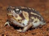 Namaqua Rain Frog