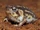 Namaqua Rain Frog