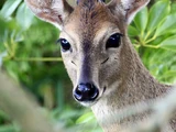 Walter's Duiker