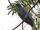 Black Imperial Pigeon