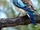 Blue-winged Kookaburra