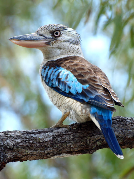 The food we should stop feeding kookaburras Australian native birds, Australian