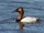 Canvasback
