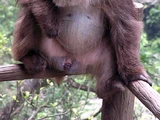Tibetan Macaque