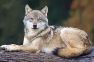 Grey Wolf27.webp (197 KB)