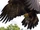 Golden Eagle